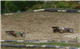 Racing Photo-04