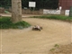 Friend's losi